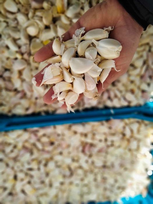 Vand catai de usturoi