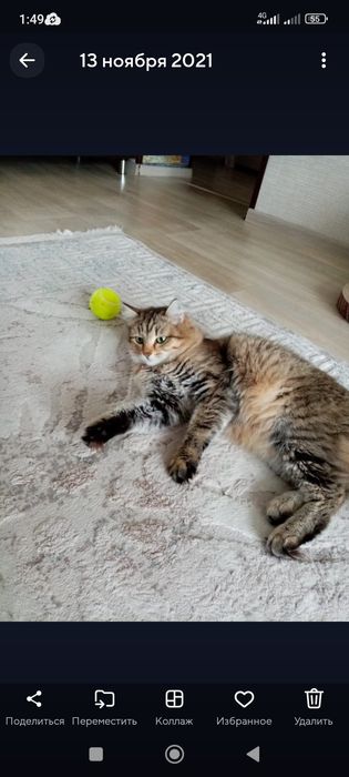 Кошка Сибирская с документами