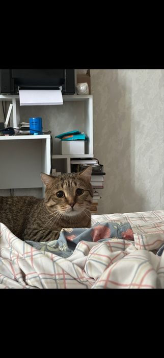 Отдам кота в добрые руки