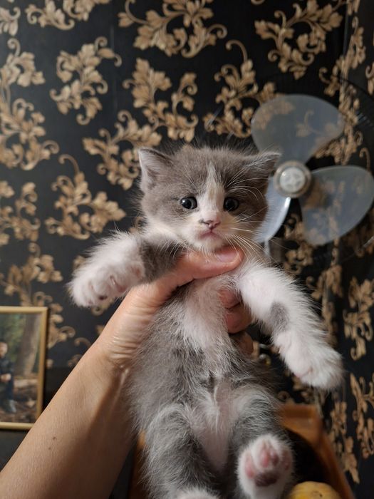 Отдадим даром котят