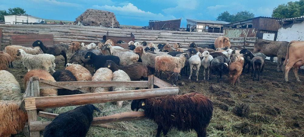 Продам овец оптом