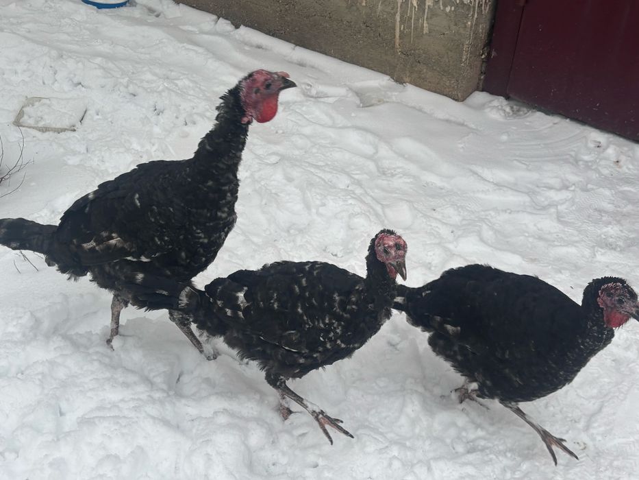 Ундук сатылады Туркестан