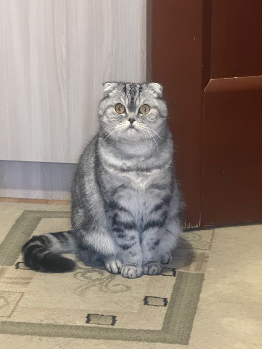 Отдам кошку в добрые руки