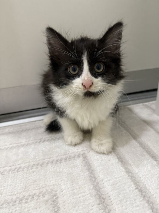 Отдаю котят в добрые руки!