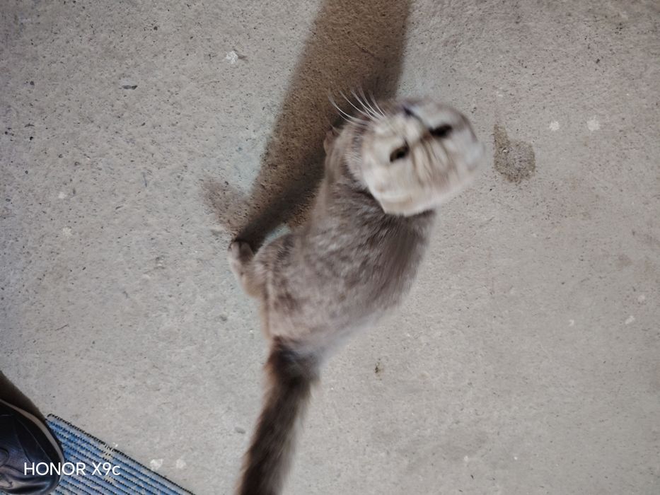 scottish fold 1 yosh