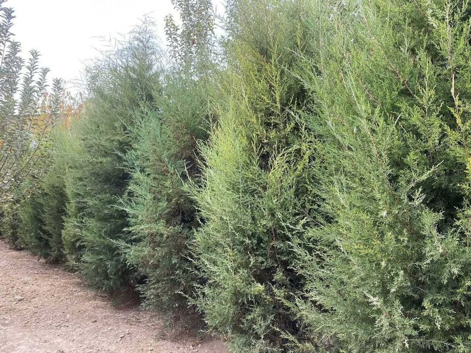 Арчалар Ёлки  Archalar