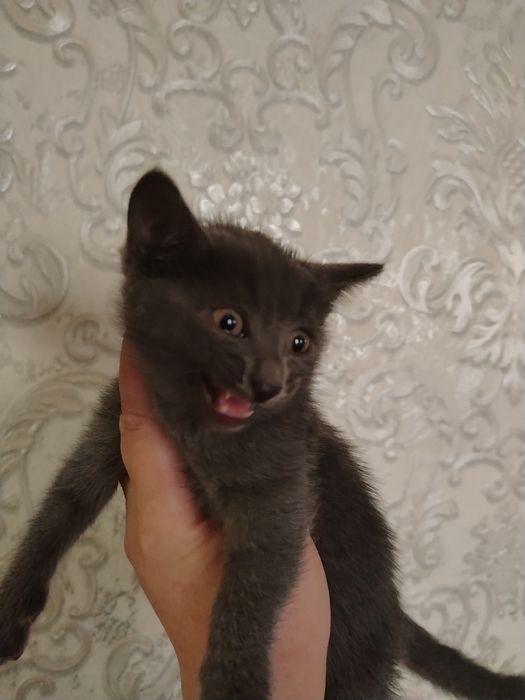 Котенок в добрые руки