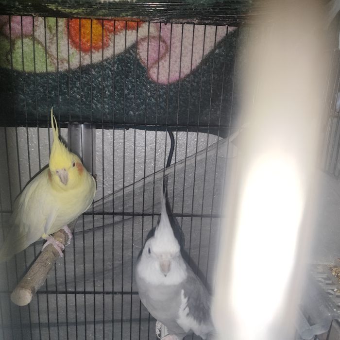 Птица папугай корелла