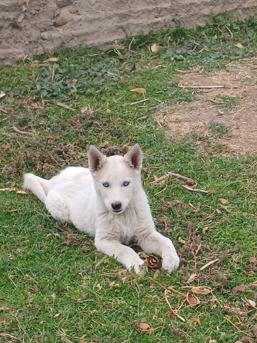 Хаски, ұрғашы красавица