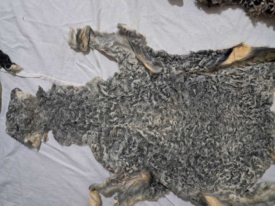 Qorako'l teri, каракуль шкурки, қоракўл тери сотилади