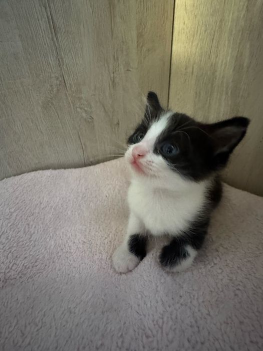 Отдам котят в хорошие добрые руки