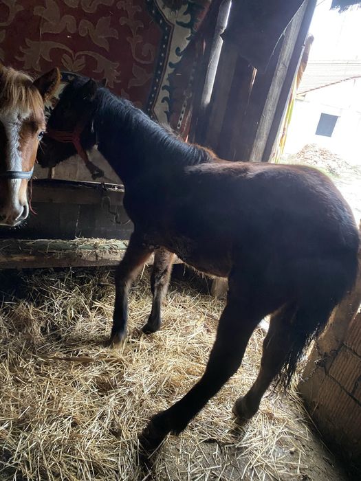 Manz si o manza de 6-7 luni