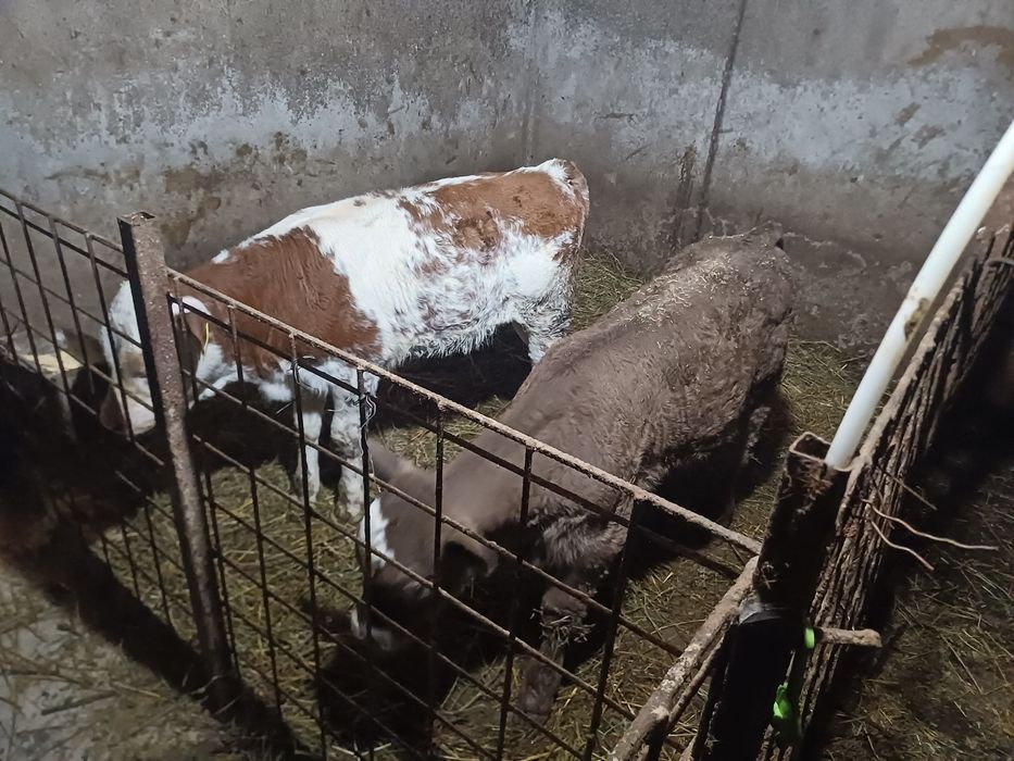 Vând doi vițeii!!