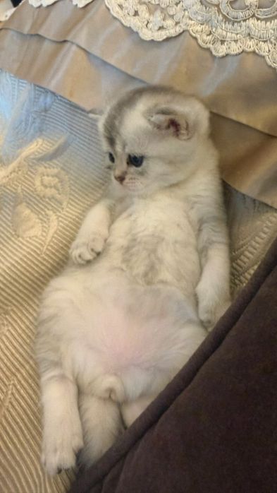 Котята Мальчики-шиншила
