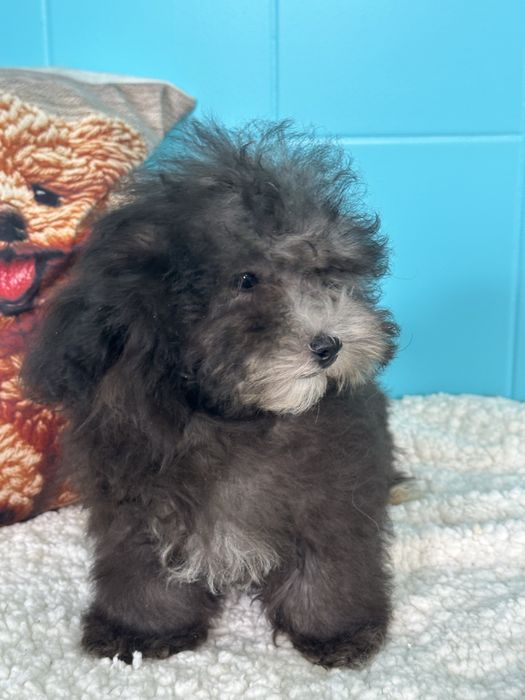 Малтипу/ Maltipoo silver
