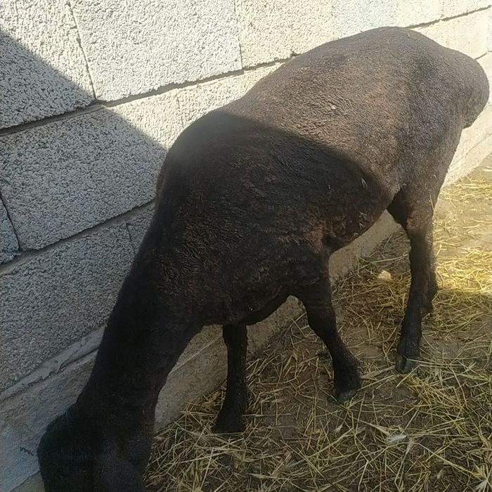 Овцы на продажу.
