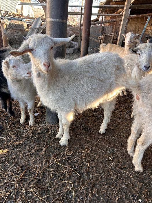 Жақсы сүтті ешкілер