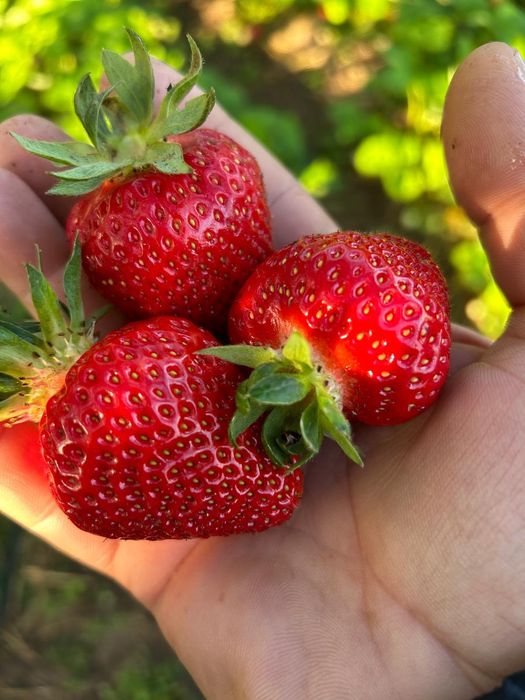 STOLONI Capsuni   mari