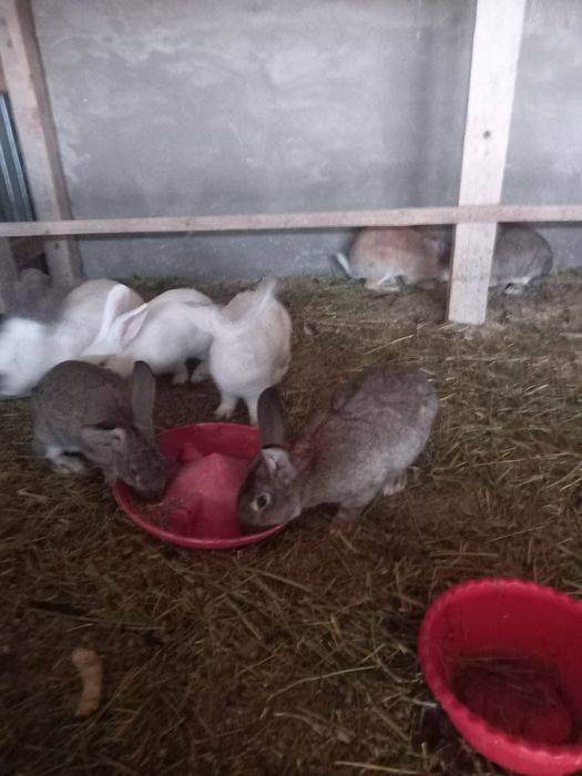 Кролики годовалые