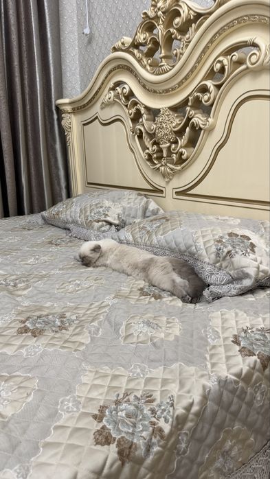 Котенок шотландская