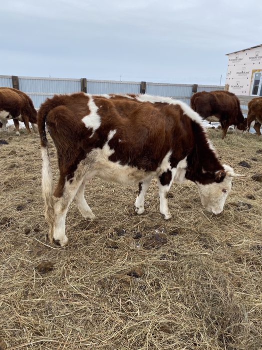 Продам корову яловая