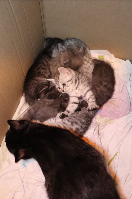 Кошку в добрые руки