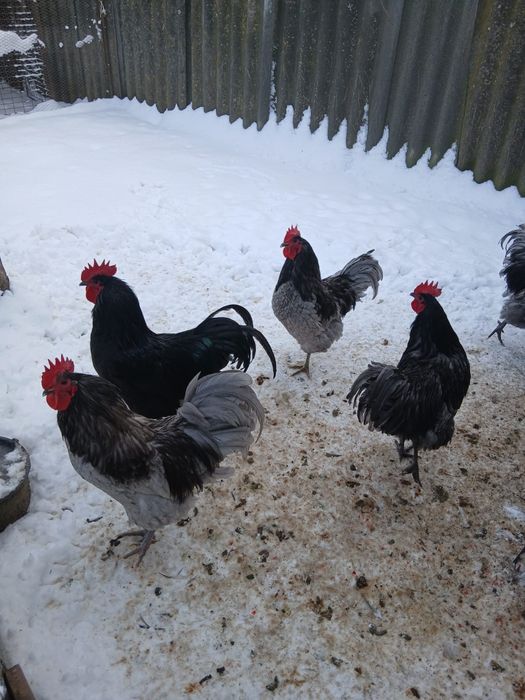Vând cocosi Australorp.