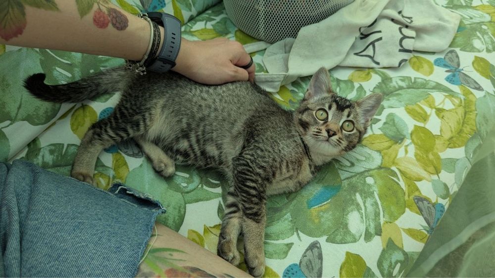 Котенок девчонка