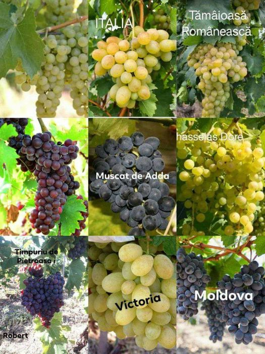 Butași soiuri diferita de vita de vie