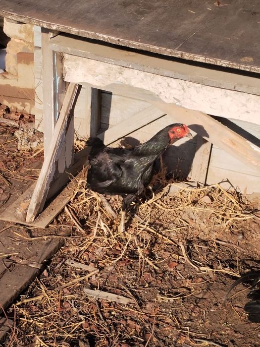 Продам даканов..