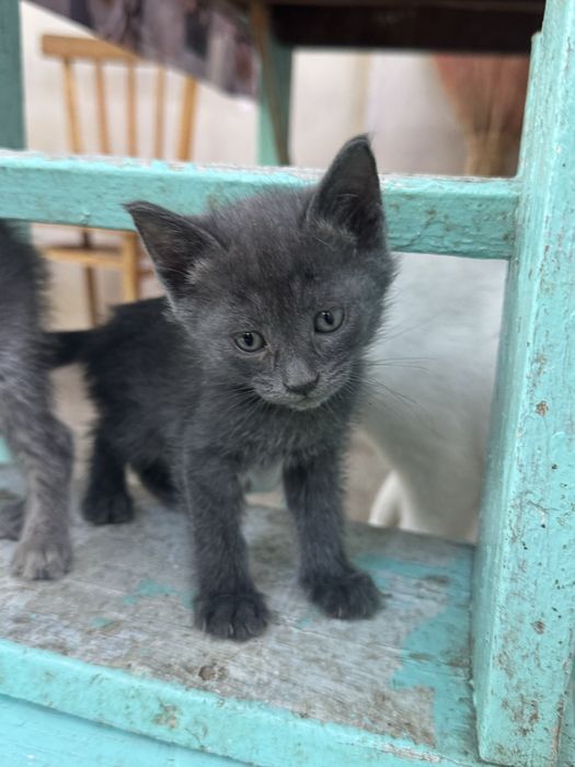 Котята 1,5 месячные! Приучены к лотку! Бесплатно!