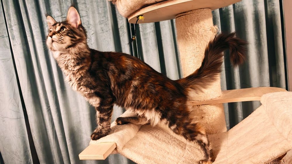 Fetiță Maine Coon cu pedigree