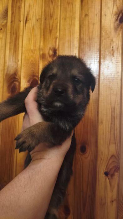 Продаются щенки (метисы)