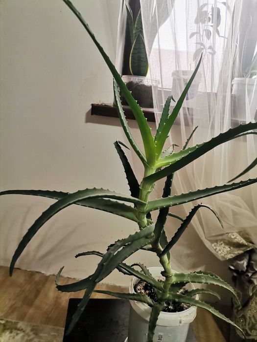 Алоэ древовидное