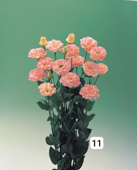 Семена (проф.)  Лизиантус ( Эустома)