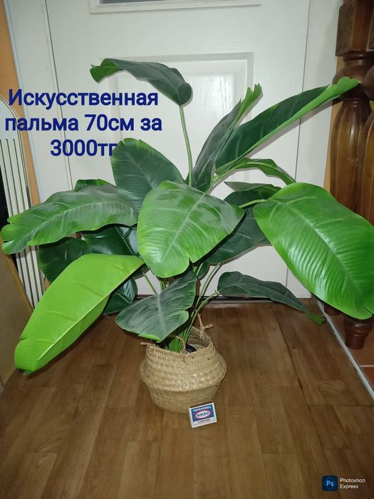 Пальма как живая . Почти даром