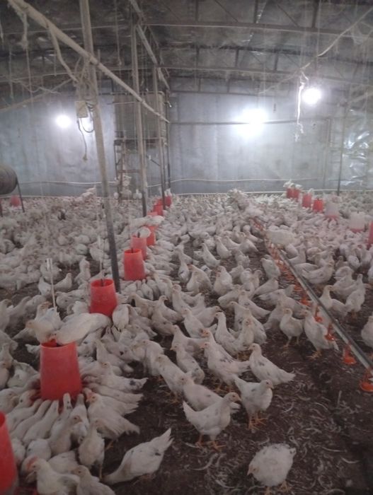 120 кунлик тугишни бошлаган сенди жужалар сотилади нархи 70минг донаси