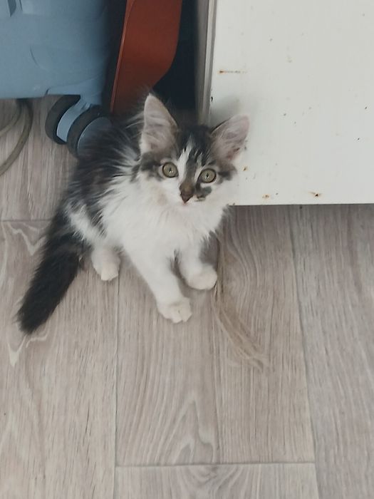 Отдам котёнка девочку