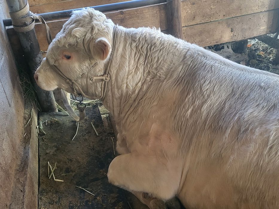 Бык породистый  бык