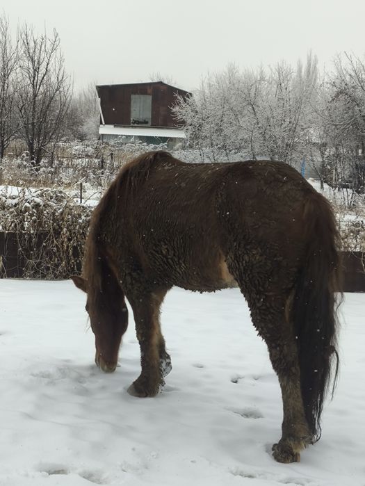 Продам коня пять лет