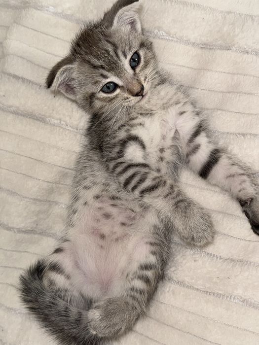 Котята в добрык руки