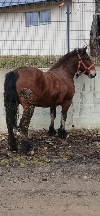 De vanzare iapa de 6 ani