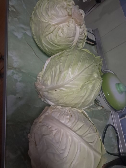 Продам домашняя  капуста