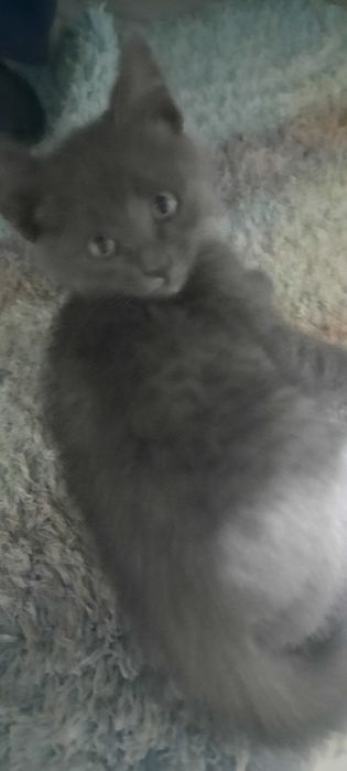 Отдам котят бесплатно