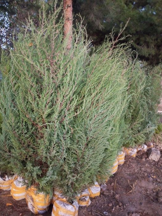 Archa gullar sotiladi