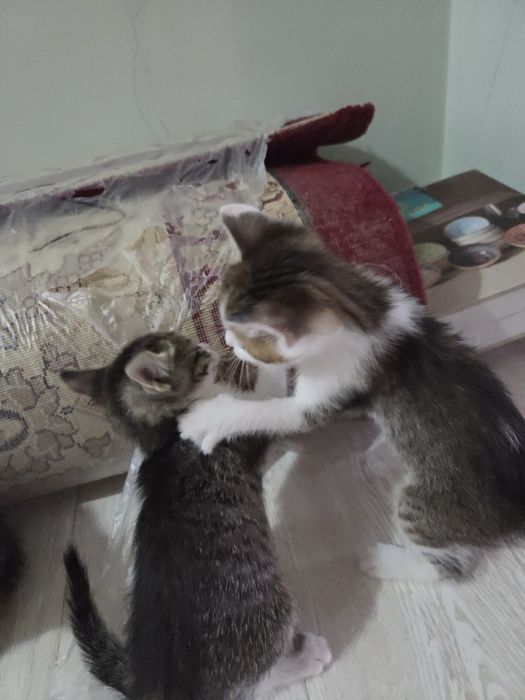 отдаем котят в добрые руки