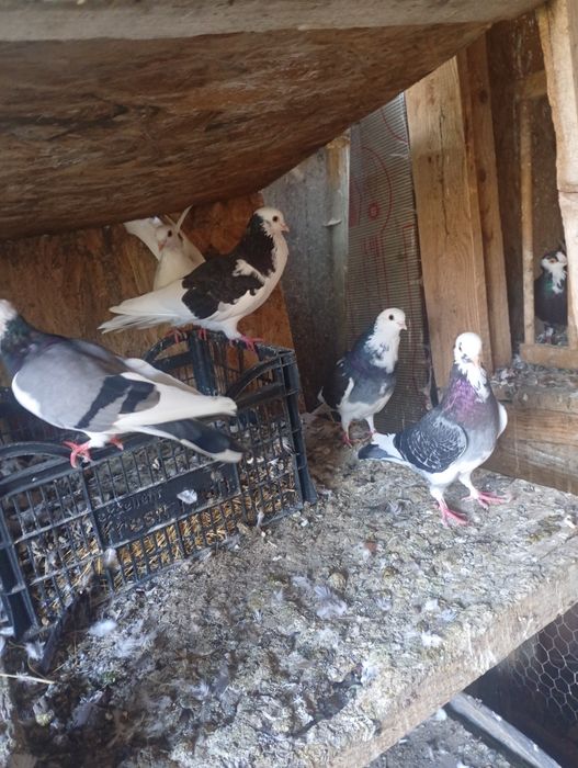 Vând sau schimb porumbei jucători  cu joc