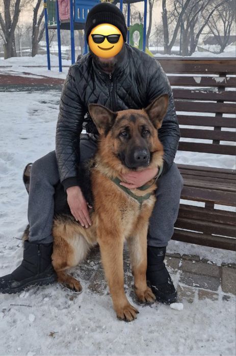 Немецкая овчарка Для Вязки