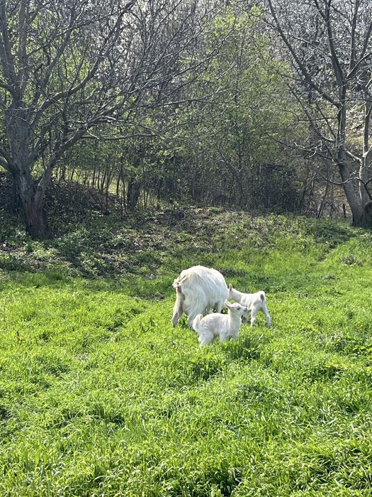 Vand capra buna de lapte cu 2 iezi