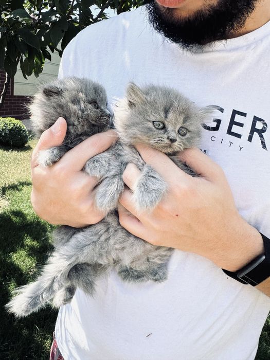 Scottish fold va strait